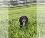 Small #4 Dachshund