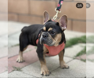 Mother of the French Bulldog puppies born on 04/19/2023