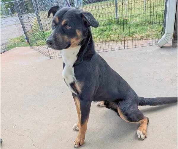 Medium Photo #3 Rottweiler-Unknown Mix Puppy For Sale in Anniston, AL, USA