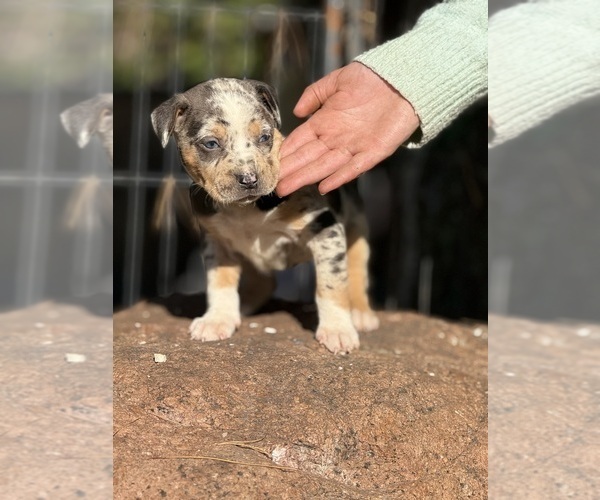 Medium Photo #10 Catahoula Leopard Dog Puppy For Sale in BUSHNELL, IL, USA