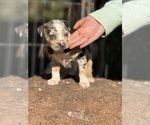Small #9 Catahoula Leopard Dog