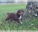 Small Photo #9 Miniature Australian Shepherd Puppy For Sale in BETHANY, IL, USA