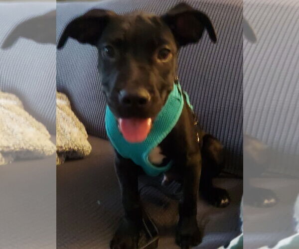 Medium Photo #3 Labrador Retriever-Unknown Mix Puppy For Sale in Stanhope, NJ, USA