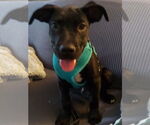 Small #2 Labrador Retriever Mix