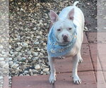Hannah - A Sweet Special Girl Looking for a Home - Female Mutt Dog for Adoption - Small photo