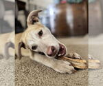 Small #4 Labrador Retriever Mix