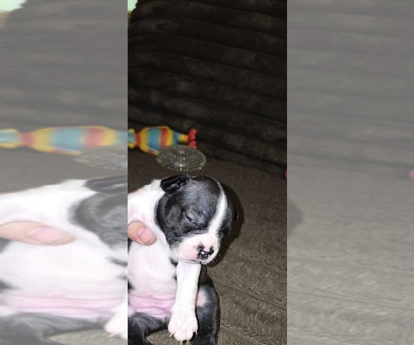 Medium Photo #3 Boston Terrier Puppy For Sale in MITCHELL, IN, USA