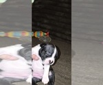 Small #2 Boston Terrier