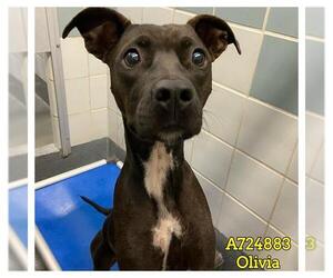 Boxer-Unknown Mix Dogs for adoption in San Antonio, TX, USA