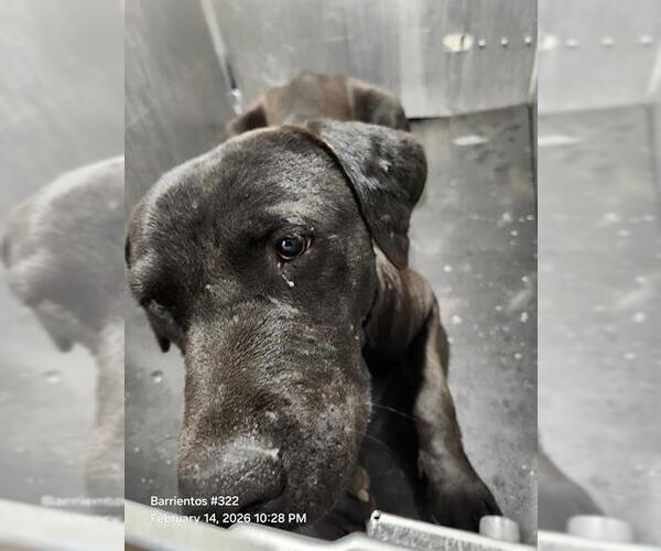 Medium Photo #1 Labrador Retriever Puppy For Sale in San Antonio, TX, USA