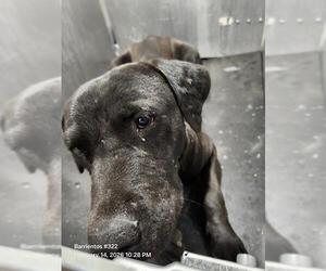 Labrador Retriever Dogs for adoption in San Antonio, TX, USA