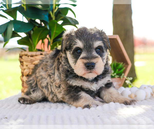 Medium Photo #27 Schnauzer (Miniature) Puppy For Sale in SYRACUSE, IN, USA