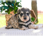 Small Photo #27 Schnauzer (Miniature) Puppy For Sale in SYRACUSE, IN, USA