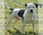 Small Photo #6 American Pit Bull Terrier Puppy For Sale in Richmond, VA, USA