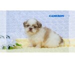 Small #5 Shih Tzu