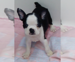 Boston Terrier Puppy for sale in CRKD RVR RNCH, OR, USA
