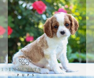 Cavalier King Charles Spaniel Puppy for sale in EAST EARL, PA, USA