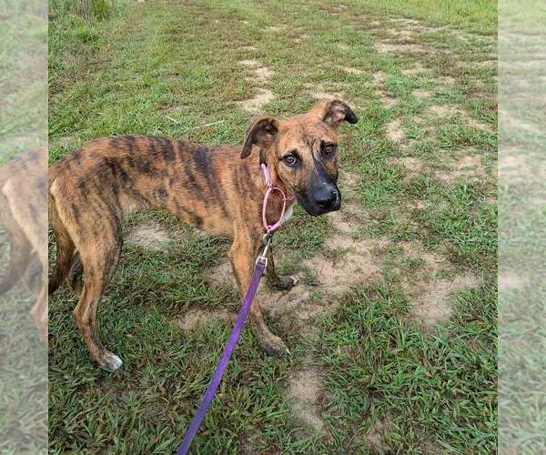 Medium Photo #4 Black Mouth Cur-Unknown Mix Puppy For Sale in Ridgefield, CT, USA