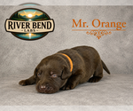 Puppy Mr Orange Labrador Retriever
