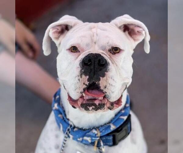 Medium Photo #17 Boxer Puppy For Sale in San Diego, CA, USA