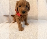 Small #1 Goldendoodle