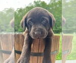 Small #5 Labrador Retriever