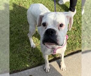 Boxer Dogs for adoption in Houston, TX, USA
