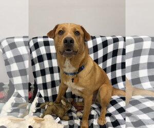 Labrador Retriever-Retriever  Mix Dogs for adoption in Rockaway, NJ, USA