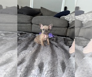 French Bulldog Puppy for sale in JOHNSTON, RI, USA