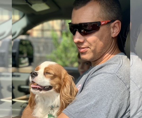 Medium Photo #1 Cavalier King Charles Spaniel Puppy For Sale in TULSA, OK, USA