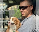Small Photo #1 Cavalier King Charles Spaniel Puppy For Sale in TULSA, OK, USA