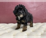 Small Photo #10 Bernedoodle (Miniature) Puppy For Sale in SOUTH ORANGE, NJ, USA