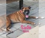 Small Photo #17 Boxer Puppy For Sale in WEST COLUMBIA, SC, USA