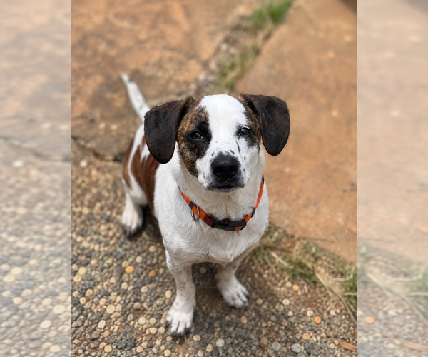 Medium Photo #8 Beagle-Unknown Mix Puppy For Sale in Mooresville, NC, USA