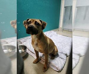 American Pit Bull Terrier-Unknown Mix Dogs for adoption in Newton, NC, USA