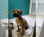 Small American Pit Bull Terrier Mix