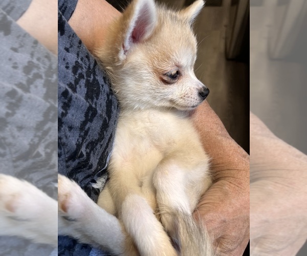 Medium Photo #37 Pomsky Puppy For Sale in GOLDEN VALLEY, AZ, USA