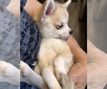 Small Photo #37 Pomsky Puppy For Sale in GOLDEN VALLEY, AZ, USA
