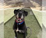 Small Labrador Retriever Mix