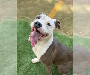 American Staffordshire Terrier-Unknown Mix Dogs for adoption in Tallahassee, FL, USA