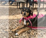Small #1 Mutt