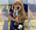 Small #1 Goldendoodle