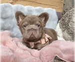 Small #5 French Bulldog
