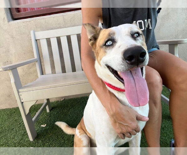 Medium Photo #2 Mutt Puppy For Sale in Mesa, AZ, USA