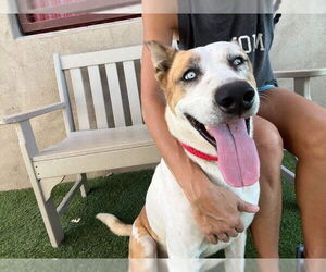 Trotter - Male Mutt Dog for Adoption - Photo #2