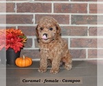 Small #2 Cavapoo