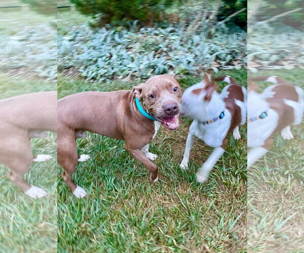 Medium Photo #48 American Pit Bull Terrier-Unknown Mix Puppy For Sale in Germantown, OH, USA