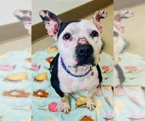 Mutt Dogs for adoption in Newton, NC, USA