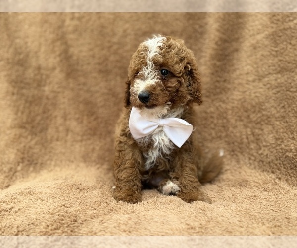 Medium Photo #3 Goldendoodle (Miniature) Puppy For Sale in LAKELAND, FL, USA
