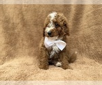Lane - Male Goldendoodle (Miniature) Puppy for Sale - Photo #3